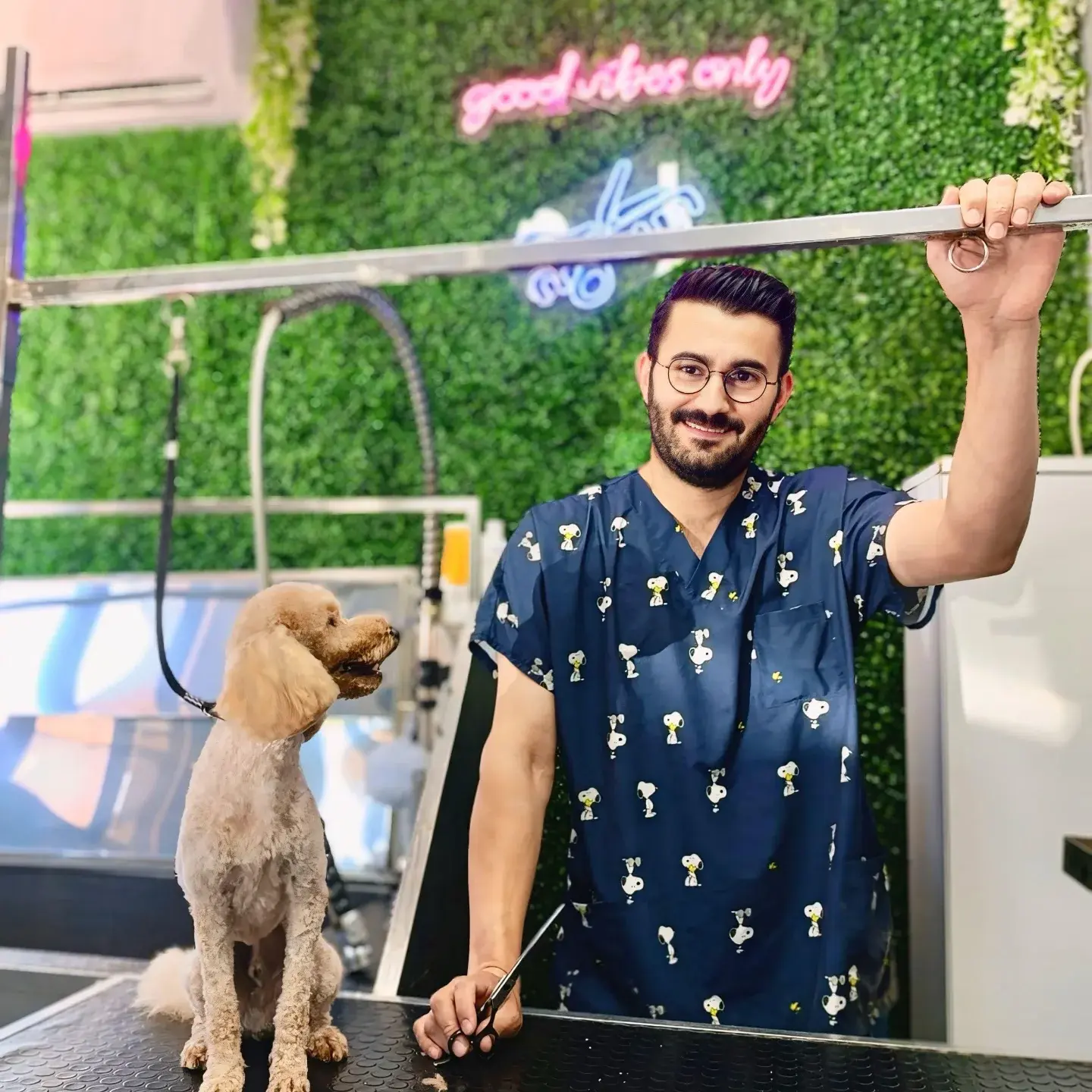 Alfa Pet Kuaför salonunda tıraş masasında duran kayısı rengi poodle