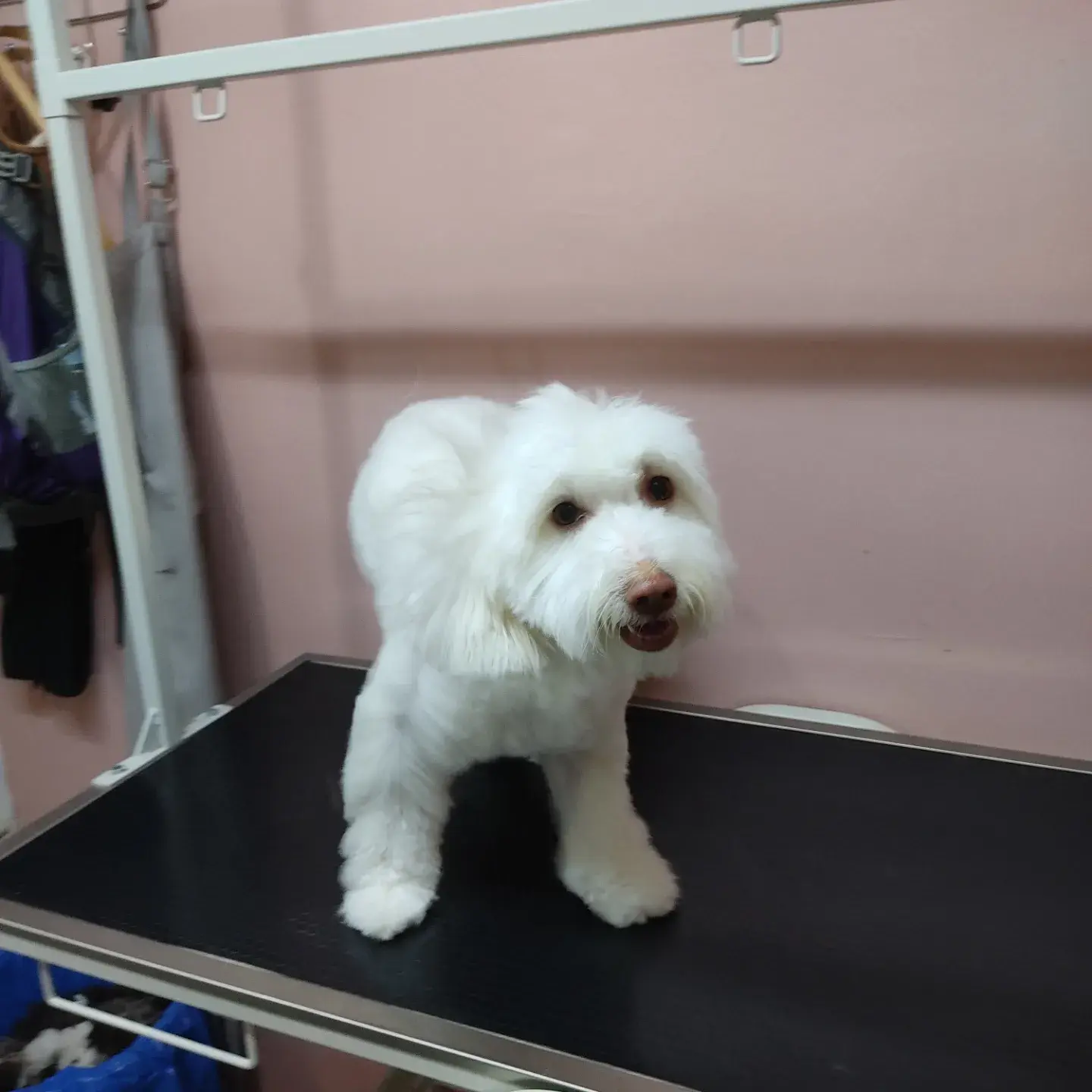 Beyaz bichon bakımı bittikten sonra masada