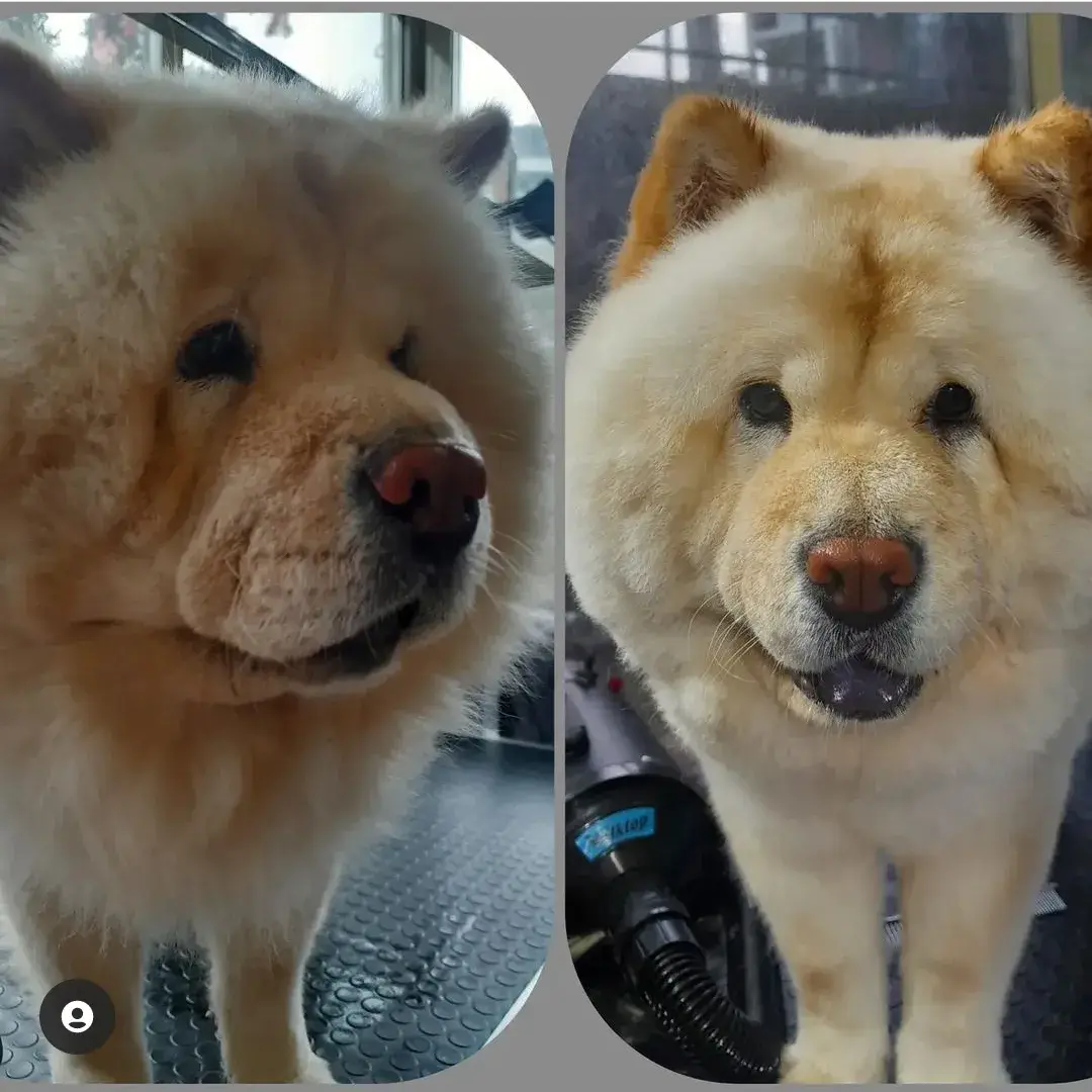 Chow chow’un yoğun tüyü taranmadan önce ve kurutulduktan sonra