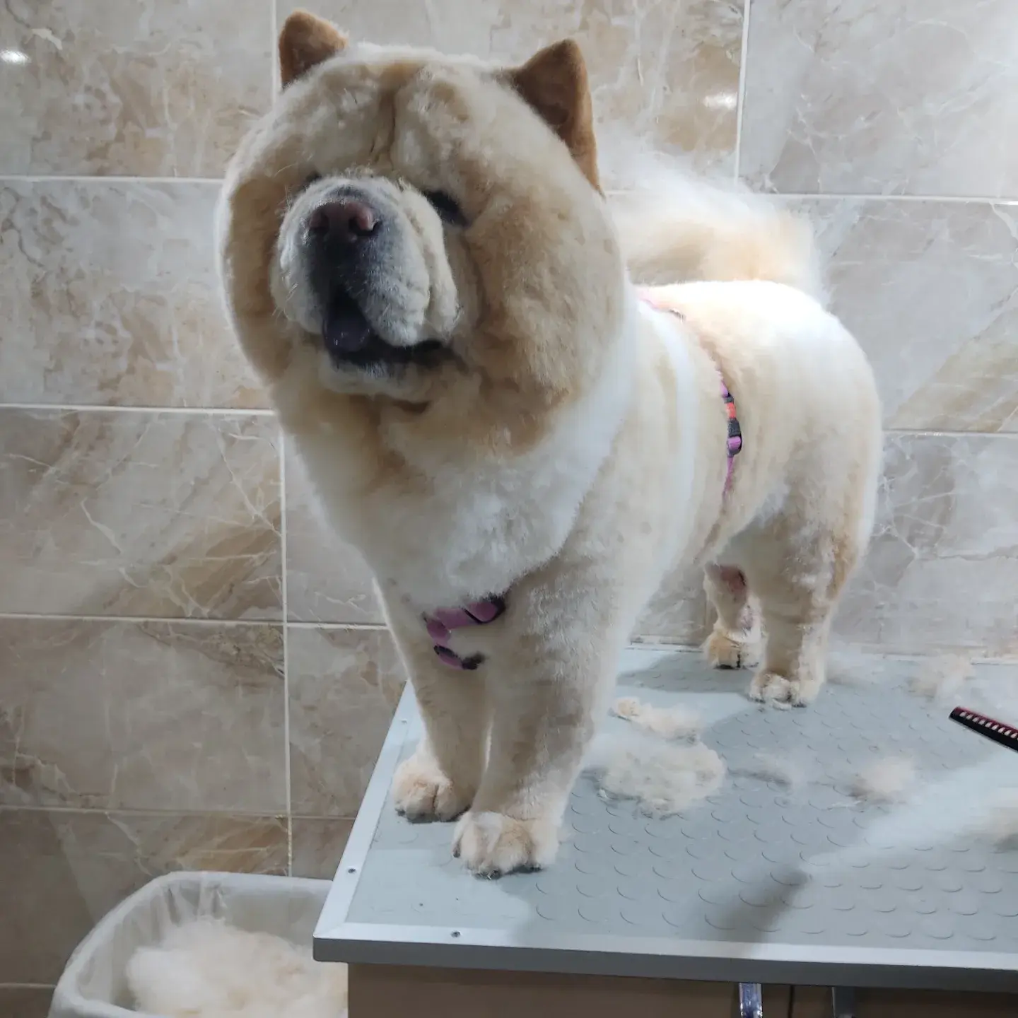 Tıraşı tamamlanan krem chow chow masada ayakta