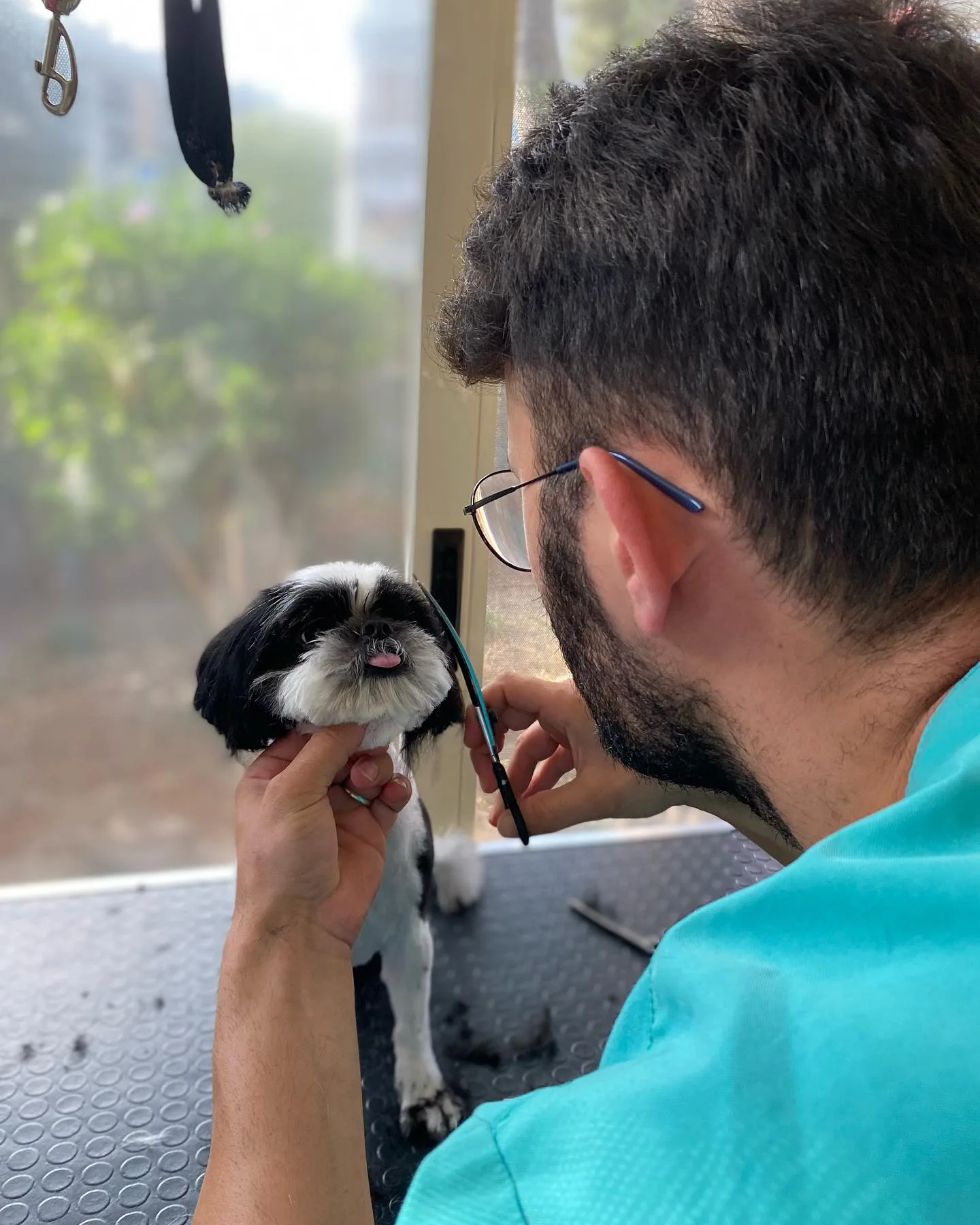 Veteriner teknikeri Hasan Çaylak bir shih tzu’nun yüz tüylerini makasla düzeltiyor