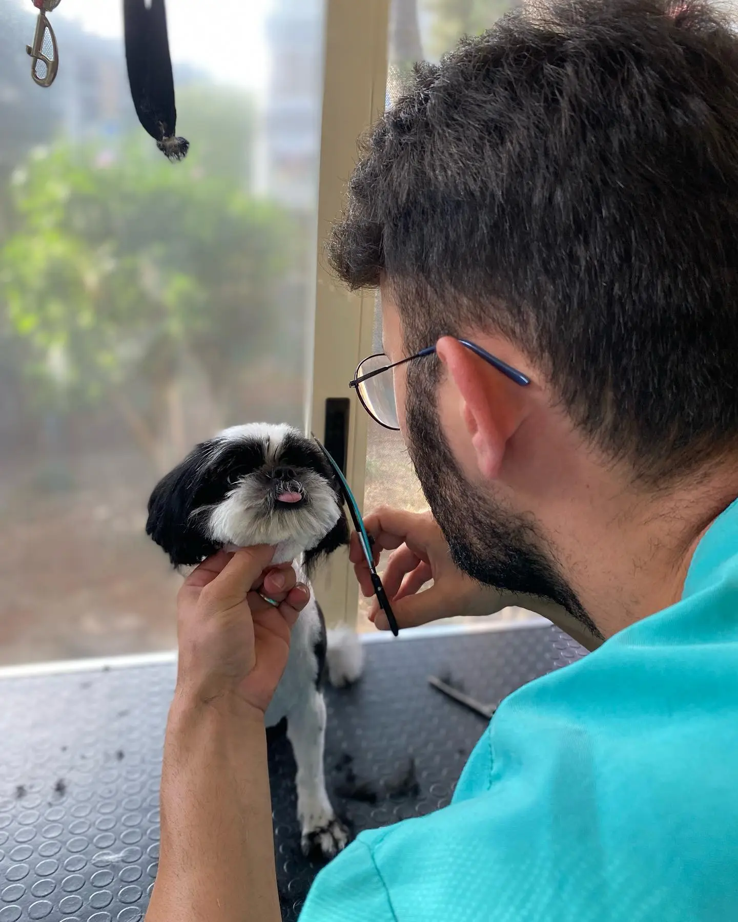 Veteriner teknikeri Hasan Çaylak bir shih tzu’nun yüz tüylerini makasla düzeltiyor
