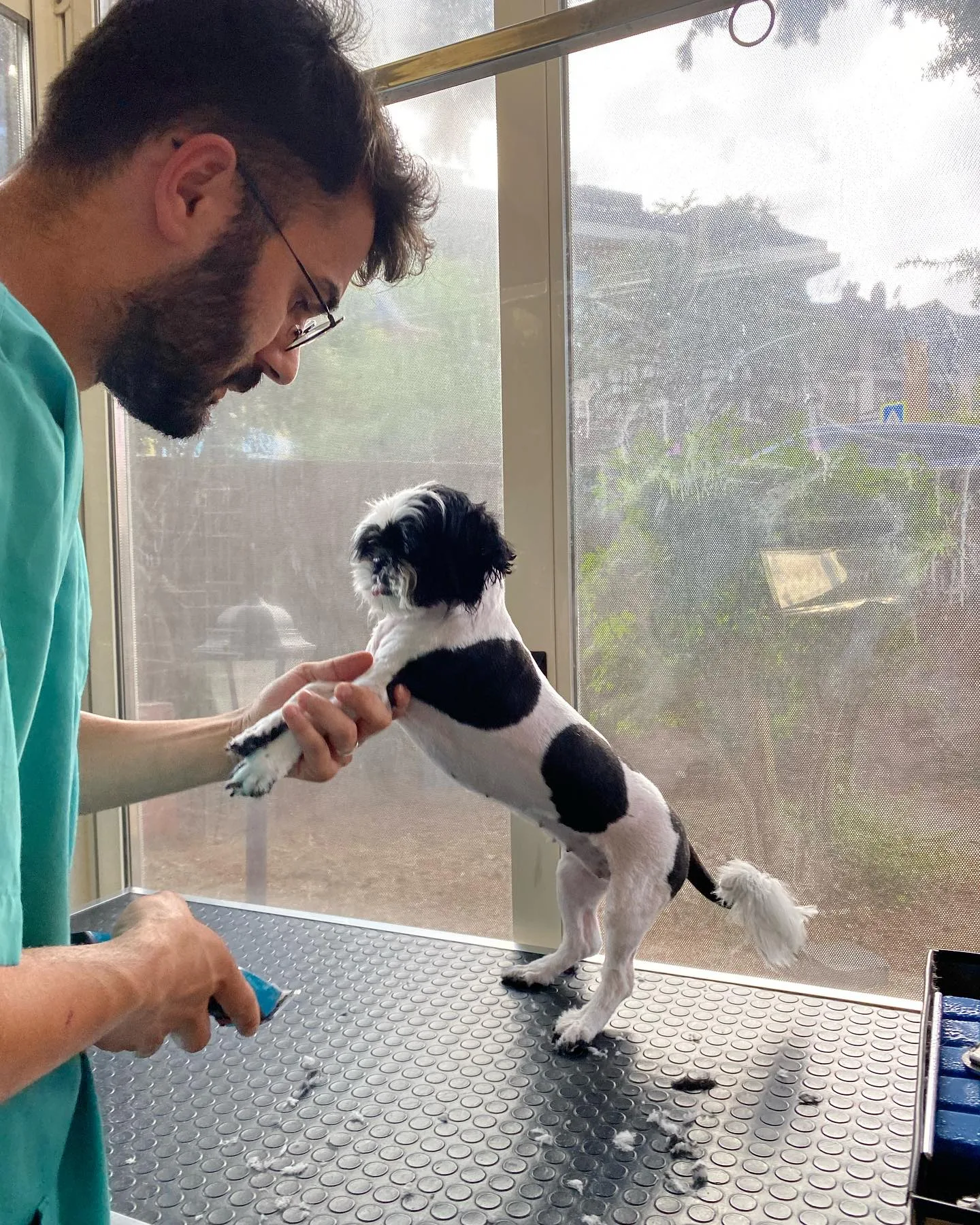 Siyah beyaz tüylü köpeğin karın bölgesi tıraş edilirken ayakta duruyor