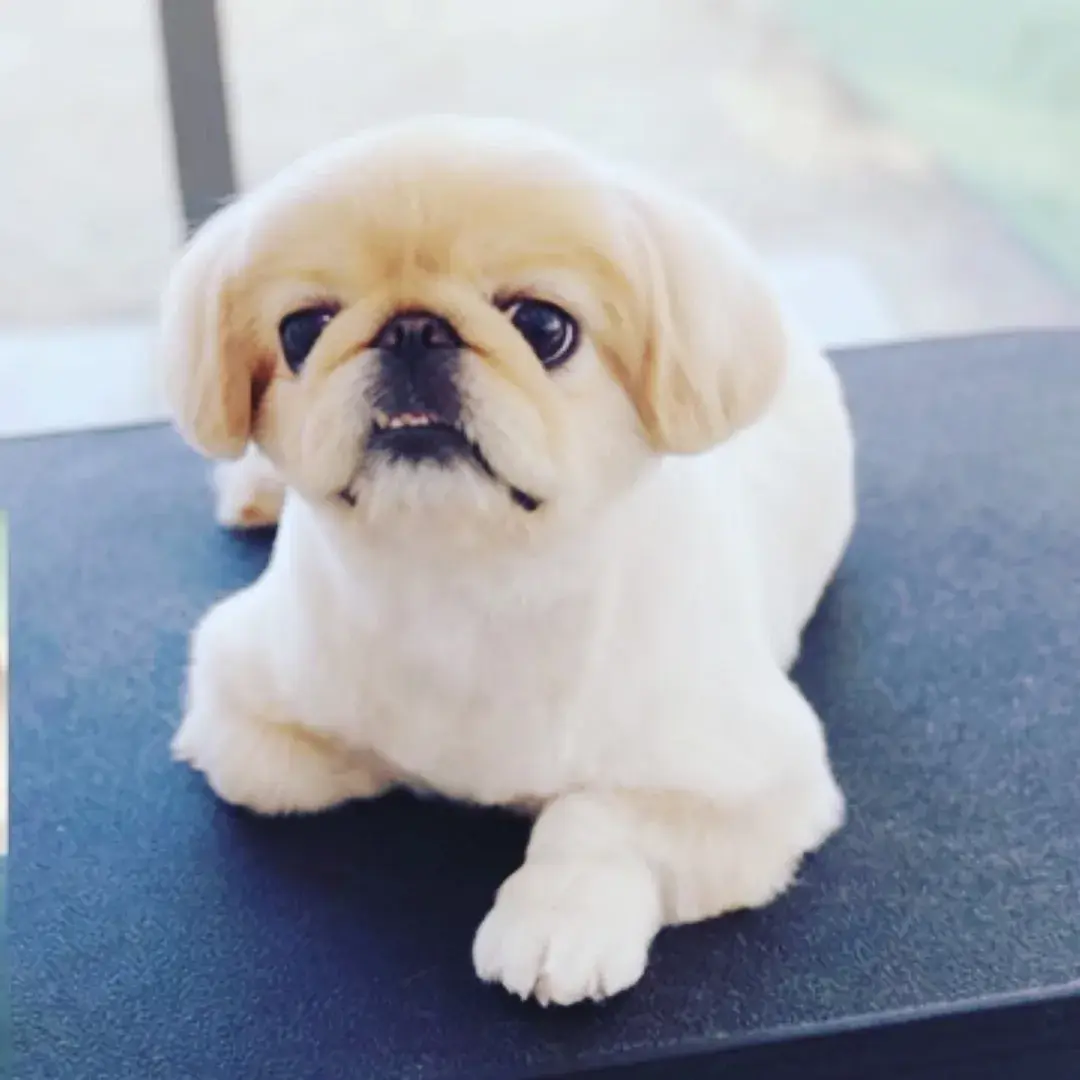 Tıraşı biten beyaz pekingese masada uzanmış