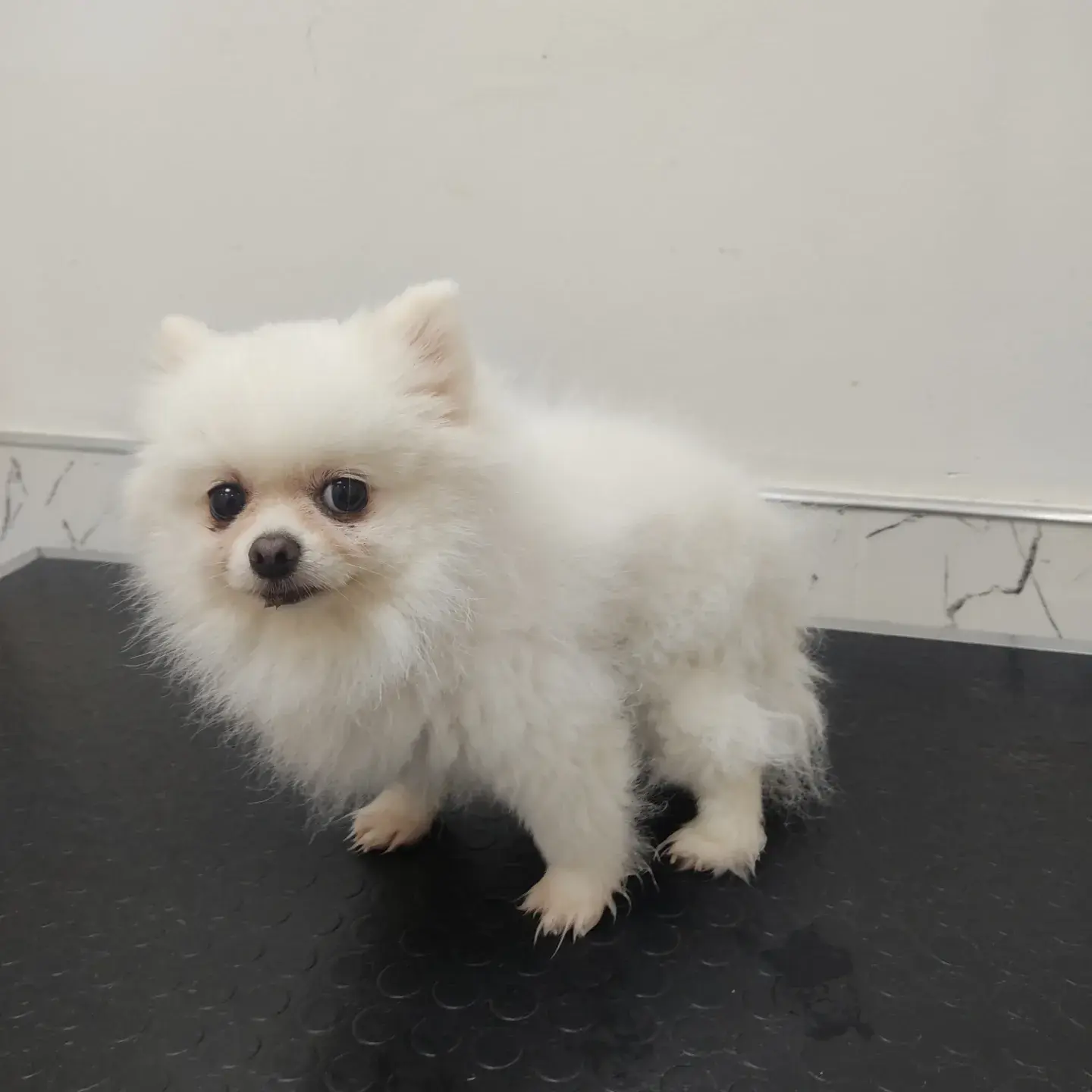 Beyaz pomeranian tıraş sonrası oturmuş