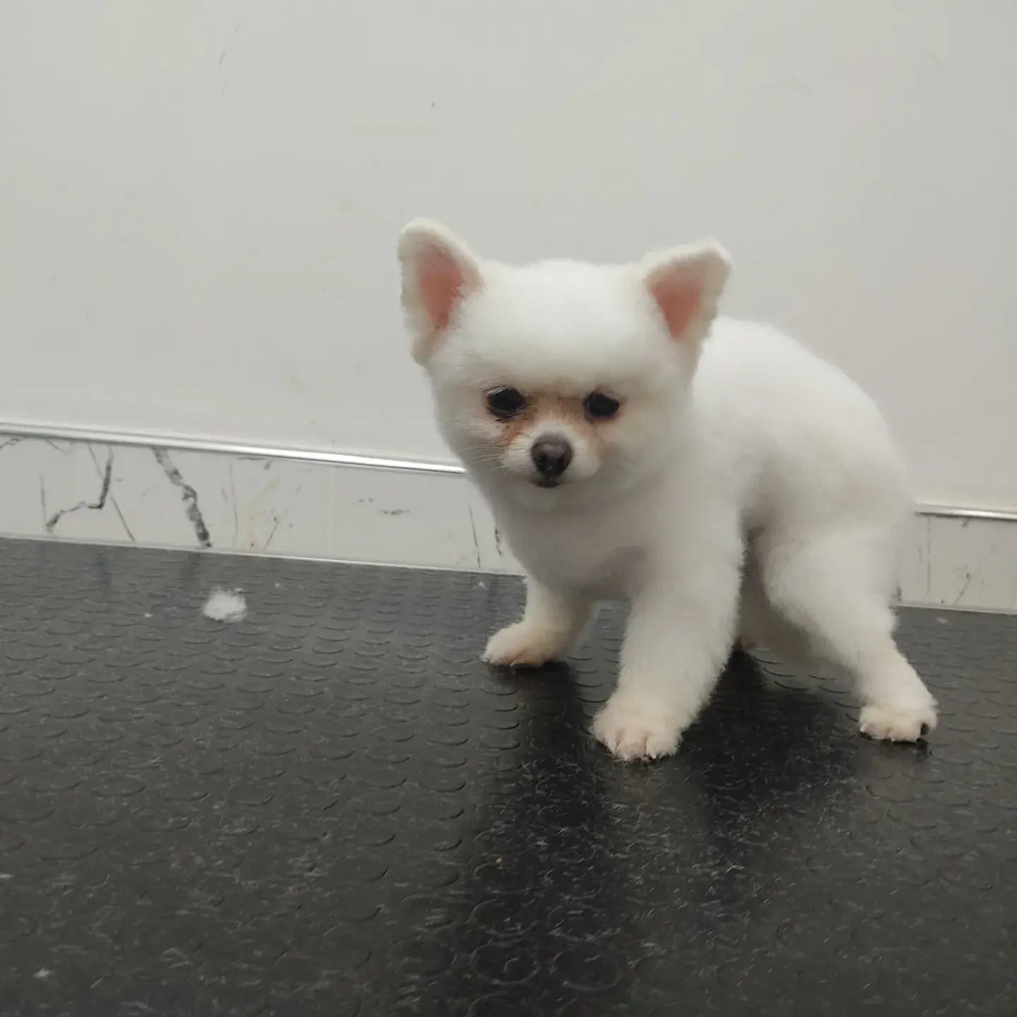 Beyaz pomeranian yavru ilk tıraşından sonra