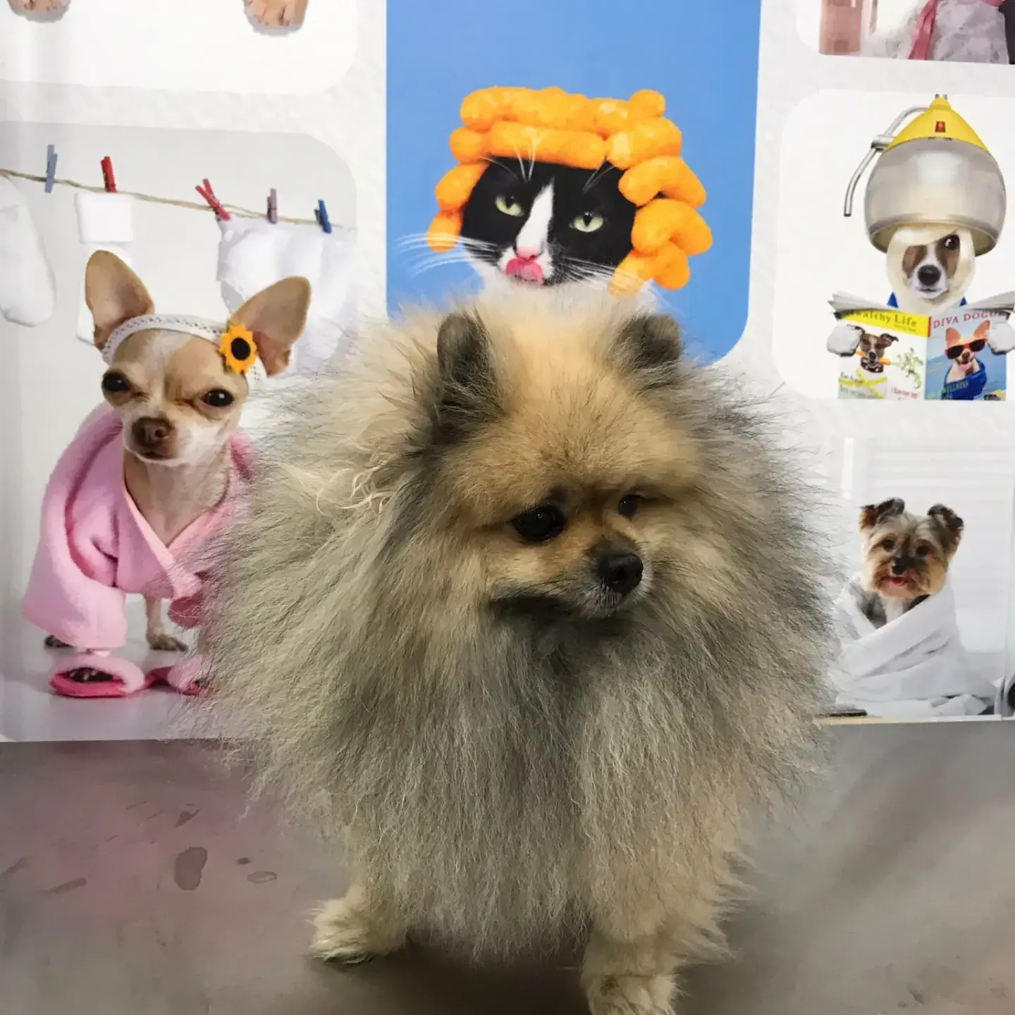 Gri ve krem tüylü pomeranian tıraş sonrası