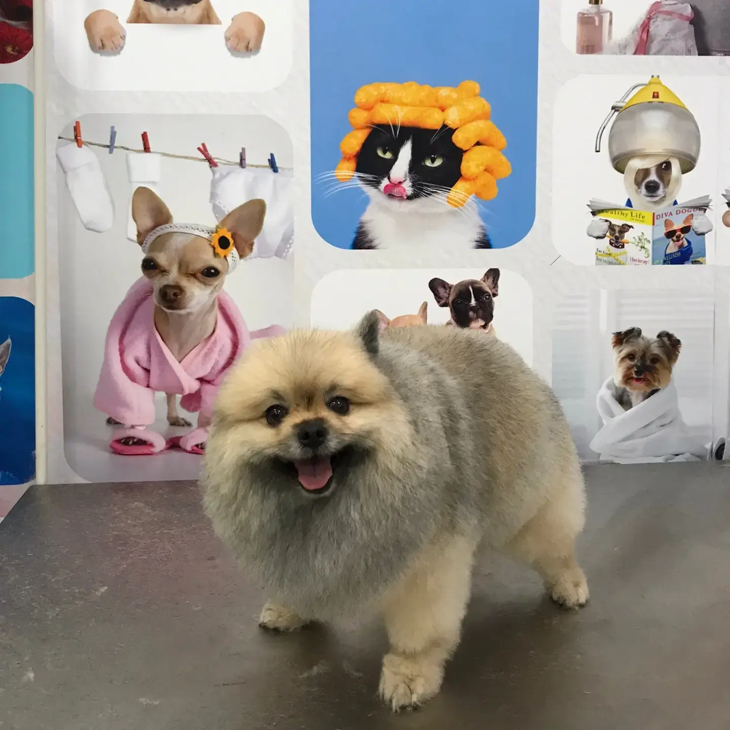 Gri pomeranian salon panosunun önünde
