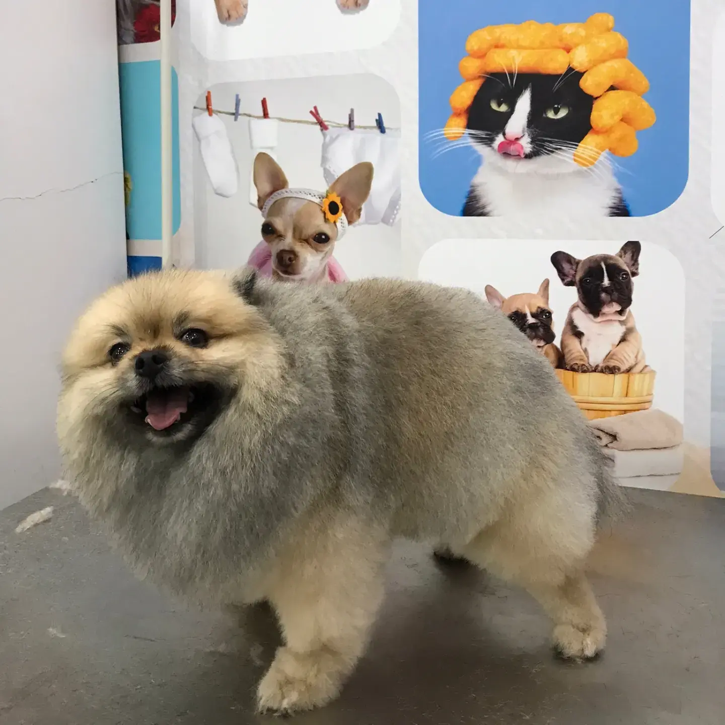 Gri tüylü pomeranian yan duruşta