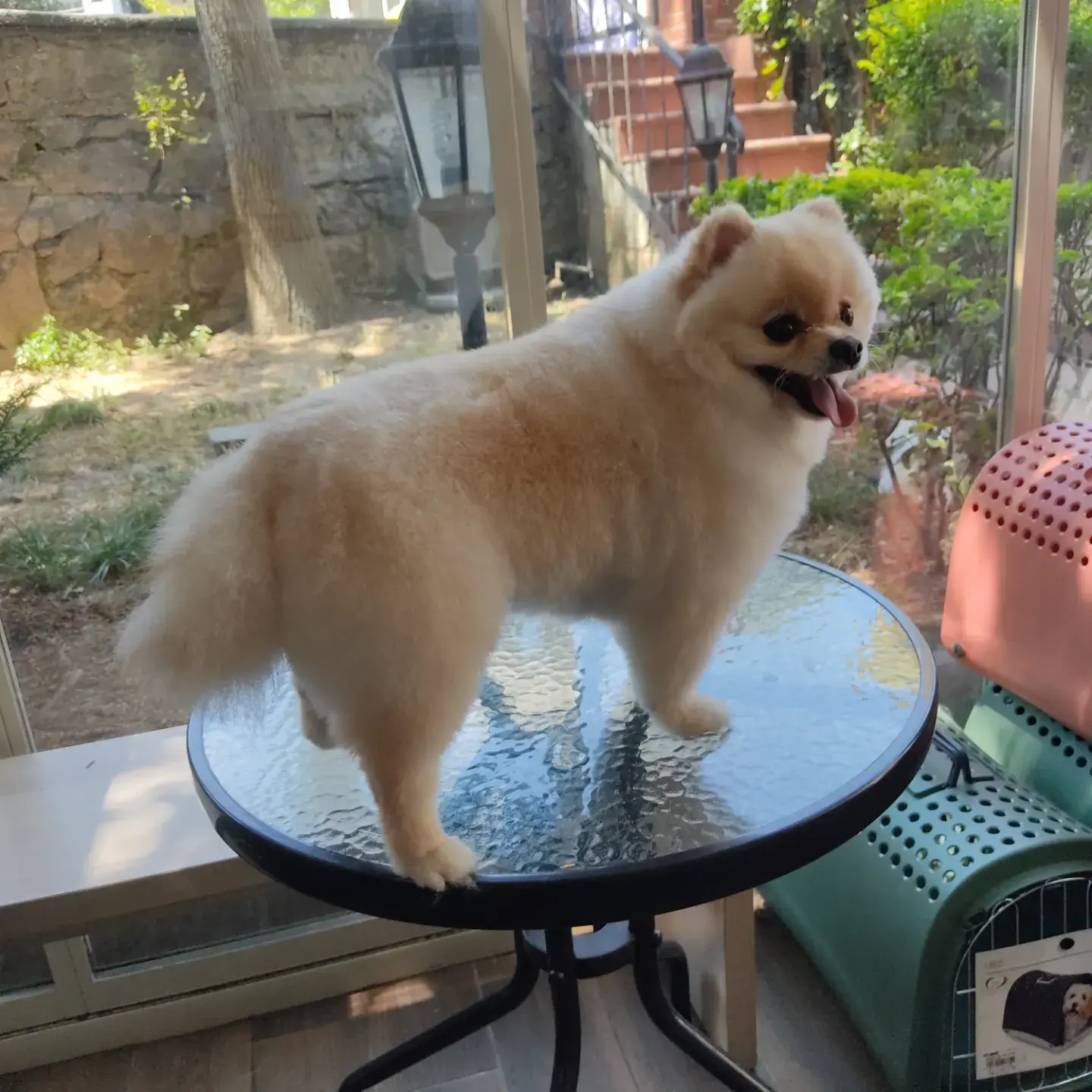 Krem pomeranian cam masada profilden