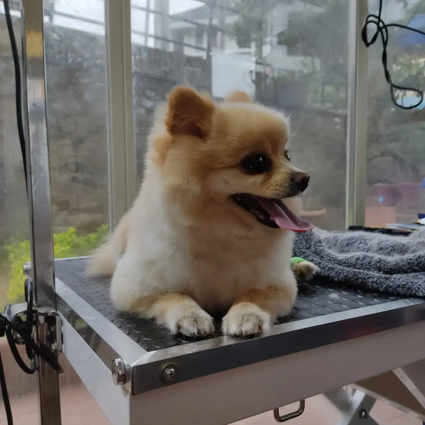 Krem pomeranian bakım masasının kenarına yaslanmış