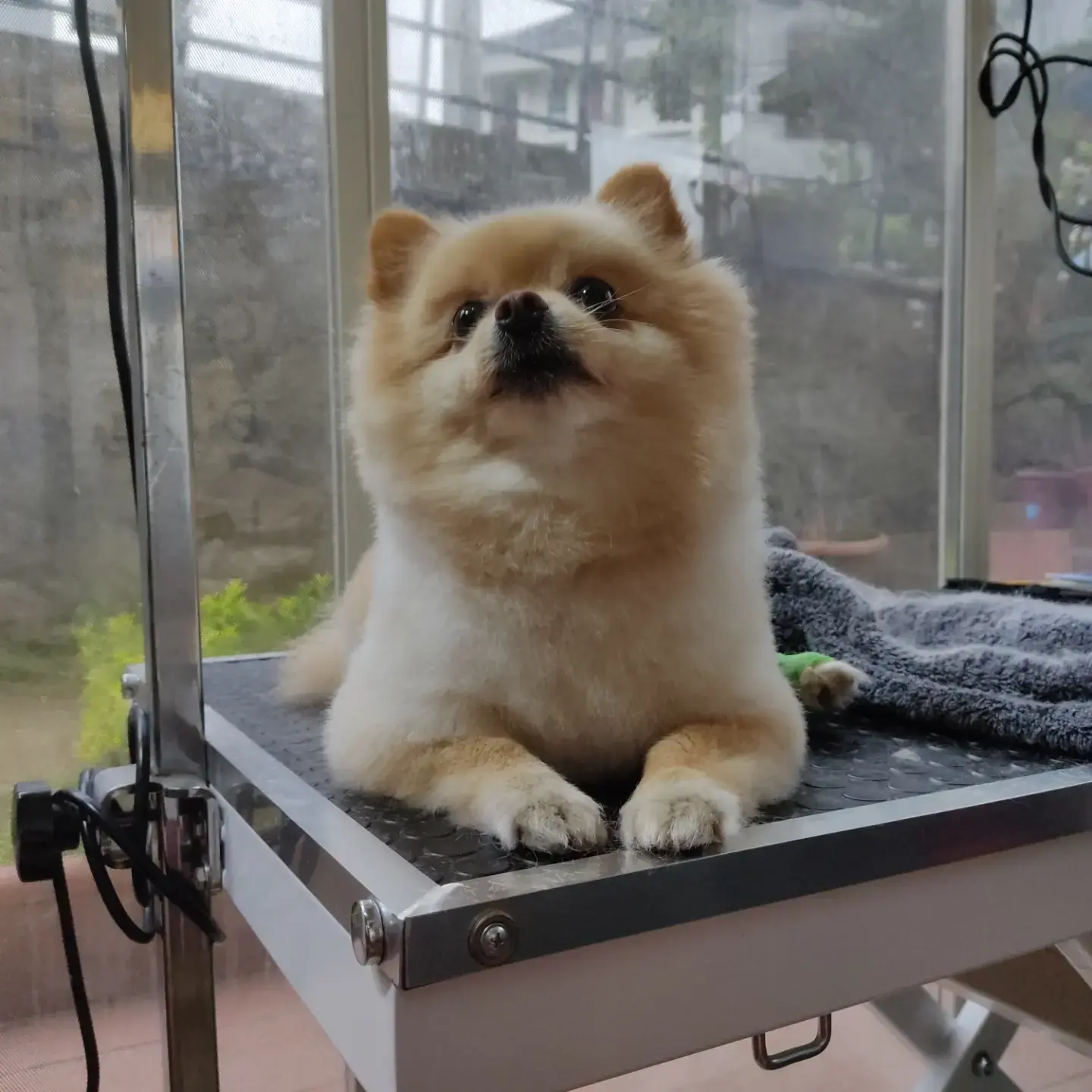 Krem pomeranian bakım masasında havlunun üstünde