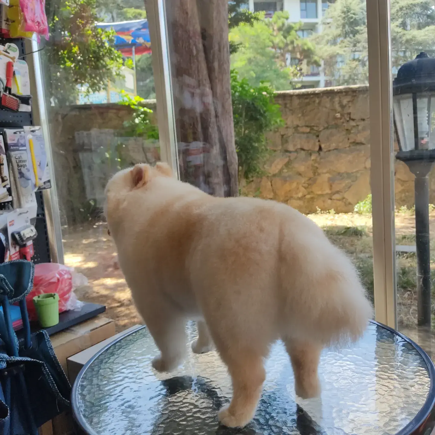 Krem pomeranian arkadan, sırt tüyü eşit kısaltılmış