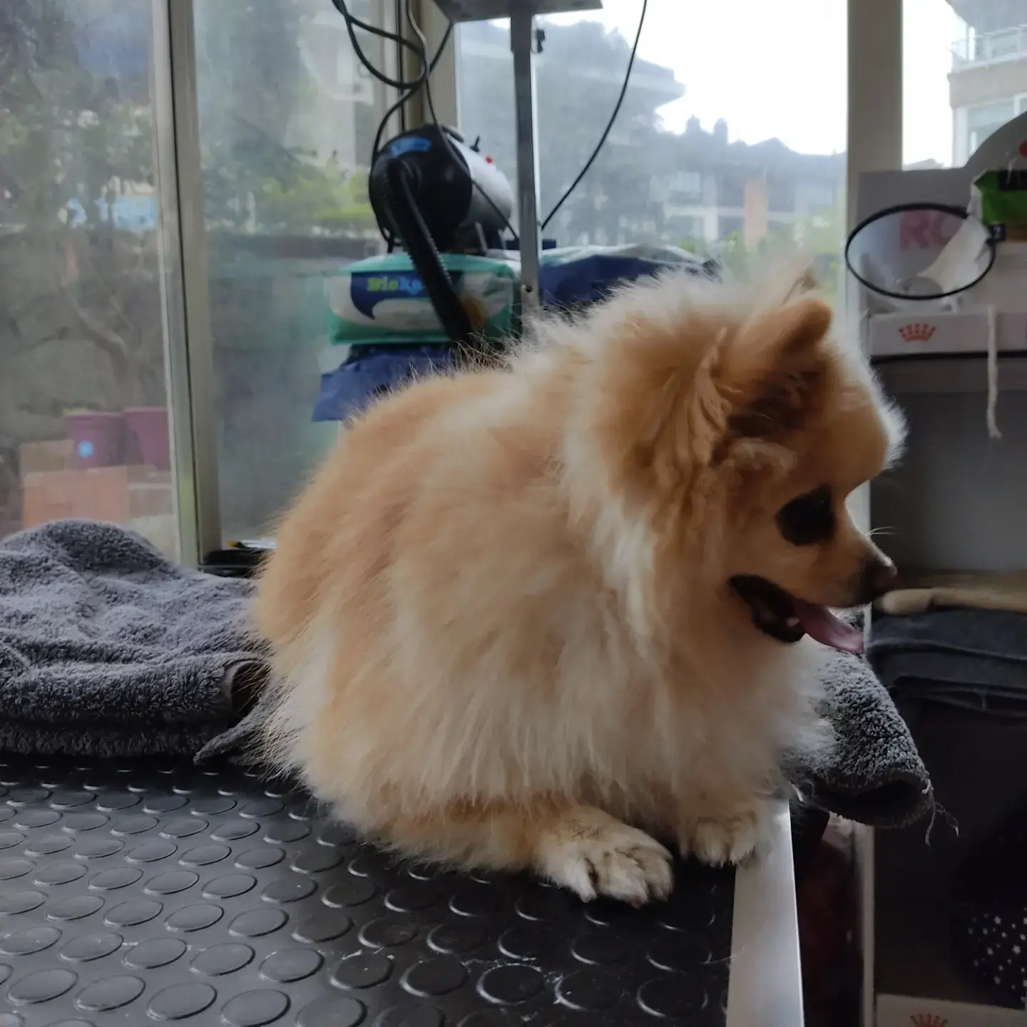 Krem pomeranian havlunun üstünde uzanmış dinleniyor