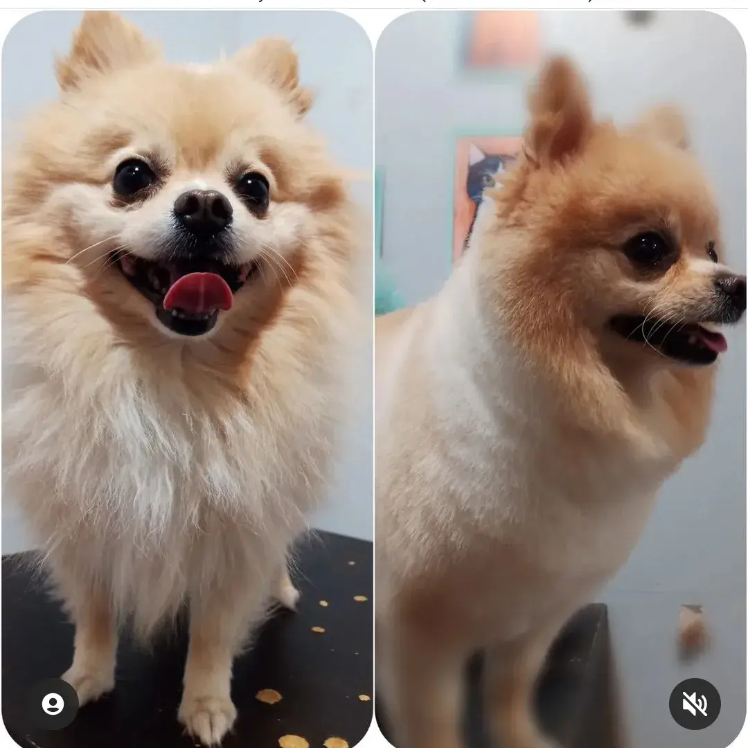Pomeranian’ın bakım öncesi ve sonrası yan profilden karşılaştırması