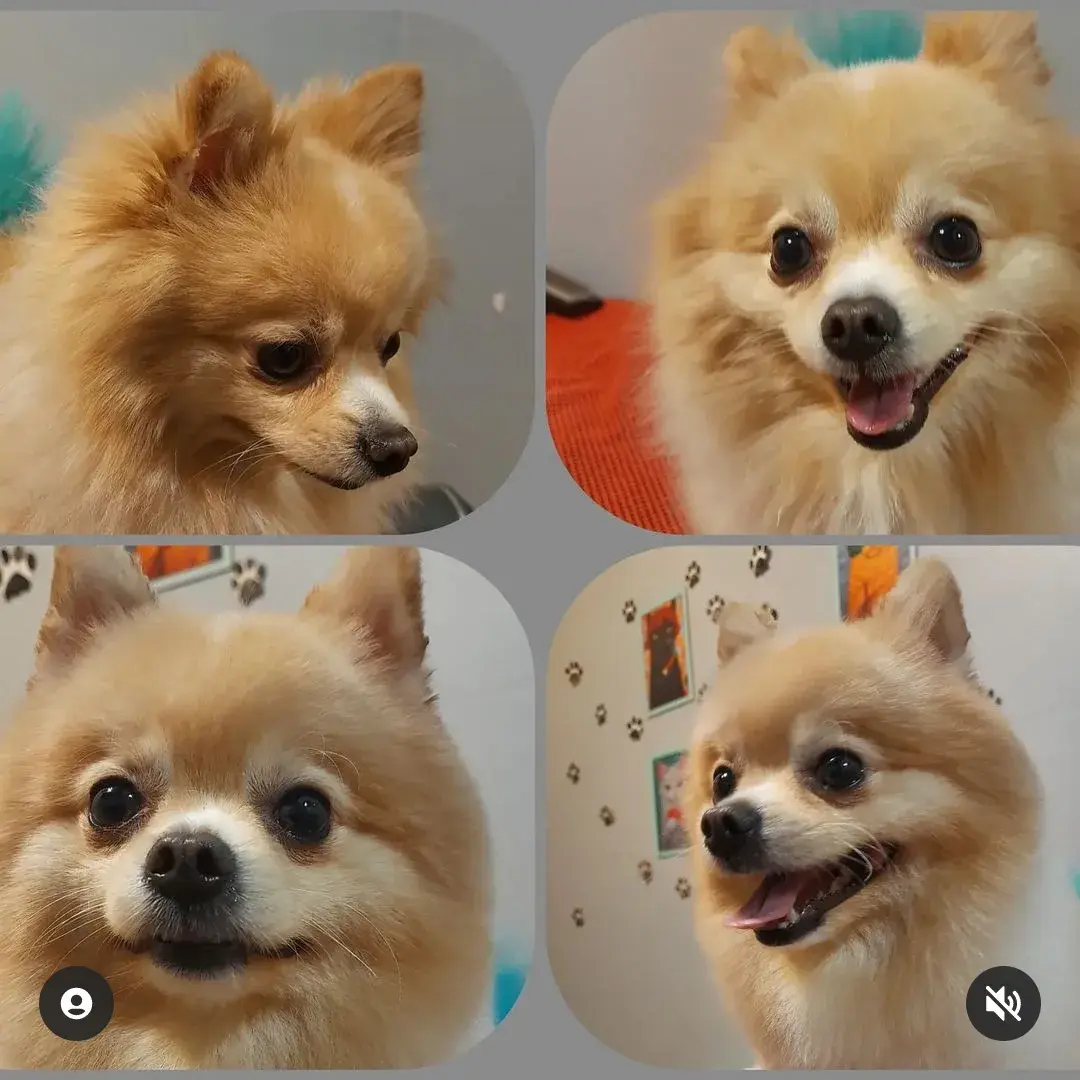 Turuncu pomeranian’ın bakım sonrası dört farklı karesi
