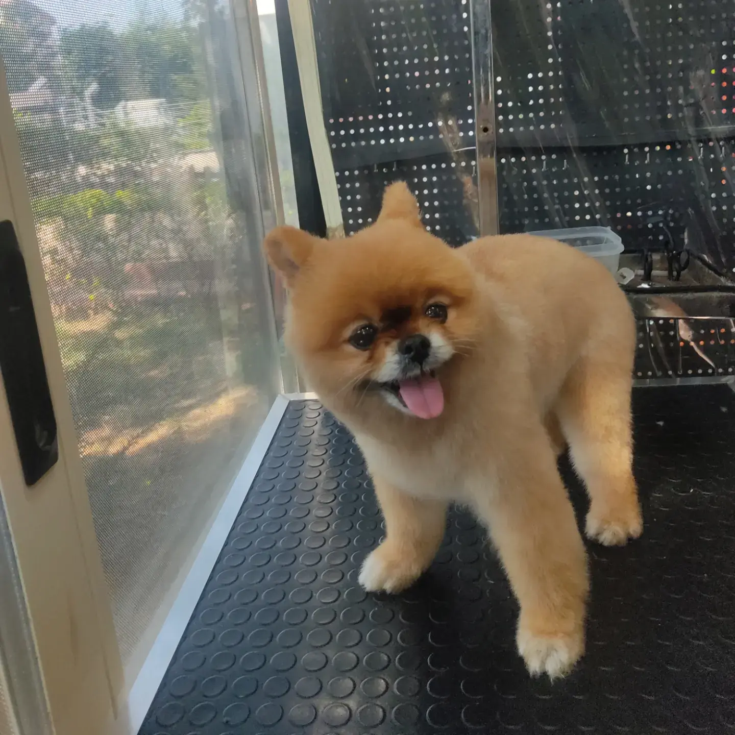 Turuncu pomeranian salon kapısının önünde