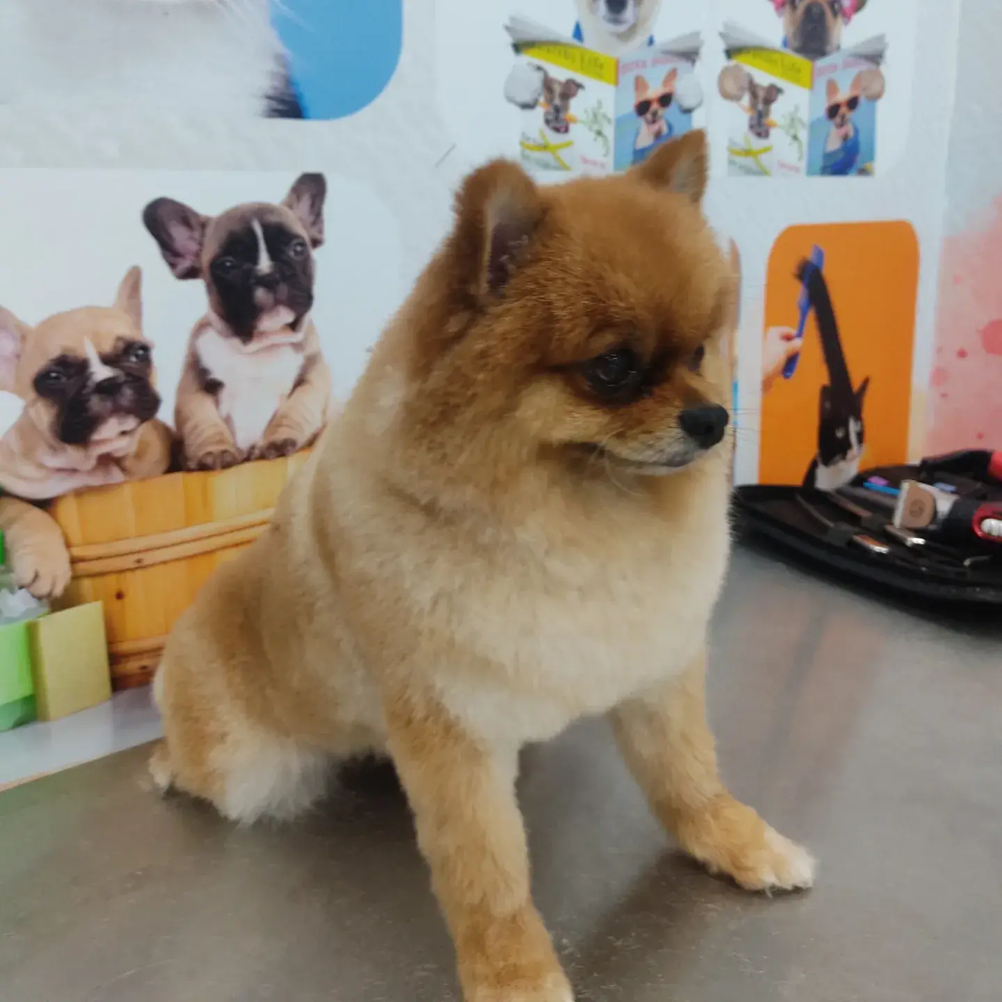 Turuncu pomeranian salon panosunun önünde