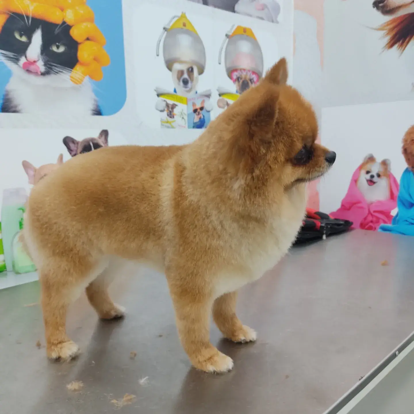 Turuncu pomeranian pano önünde yan duruşta