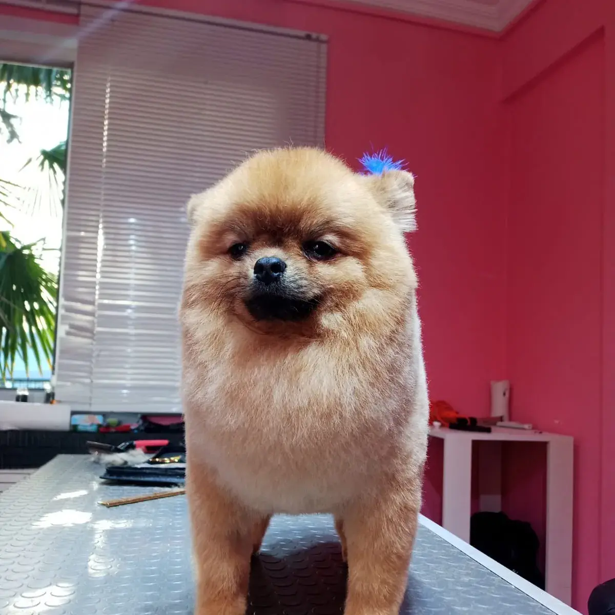Turuncu pomeranian tıraşı bittikten sonra