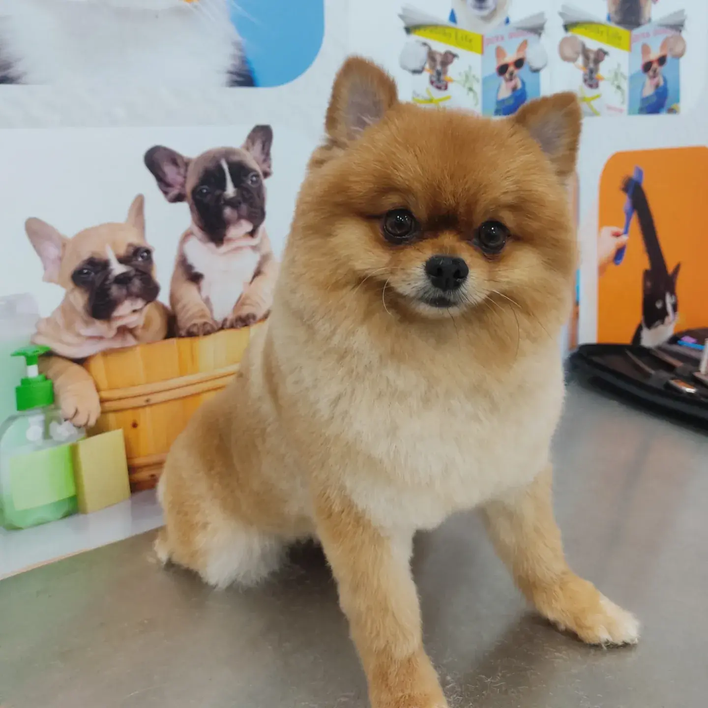 Turuncu pomeranian tıraş sonrası salon panosunun önünde