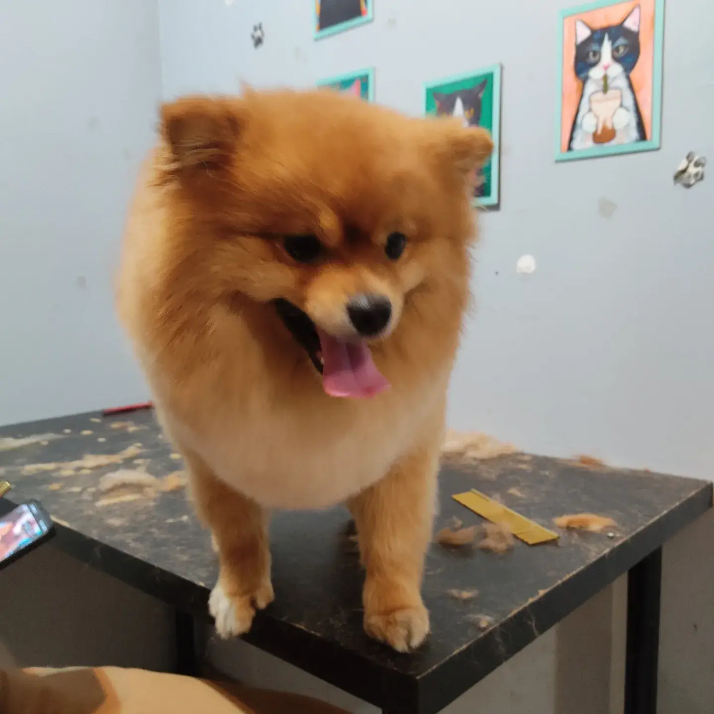 Turuncu pomeranian tıraş masasında, alınan tüyler yanında