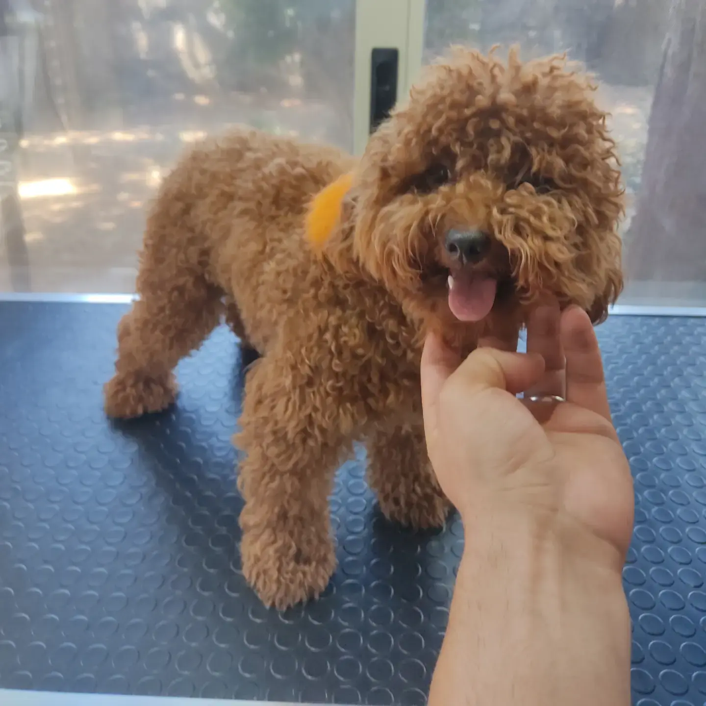 Kayısı poodle bakım masasında, tüyü elle kontrol ediliyor