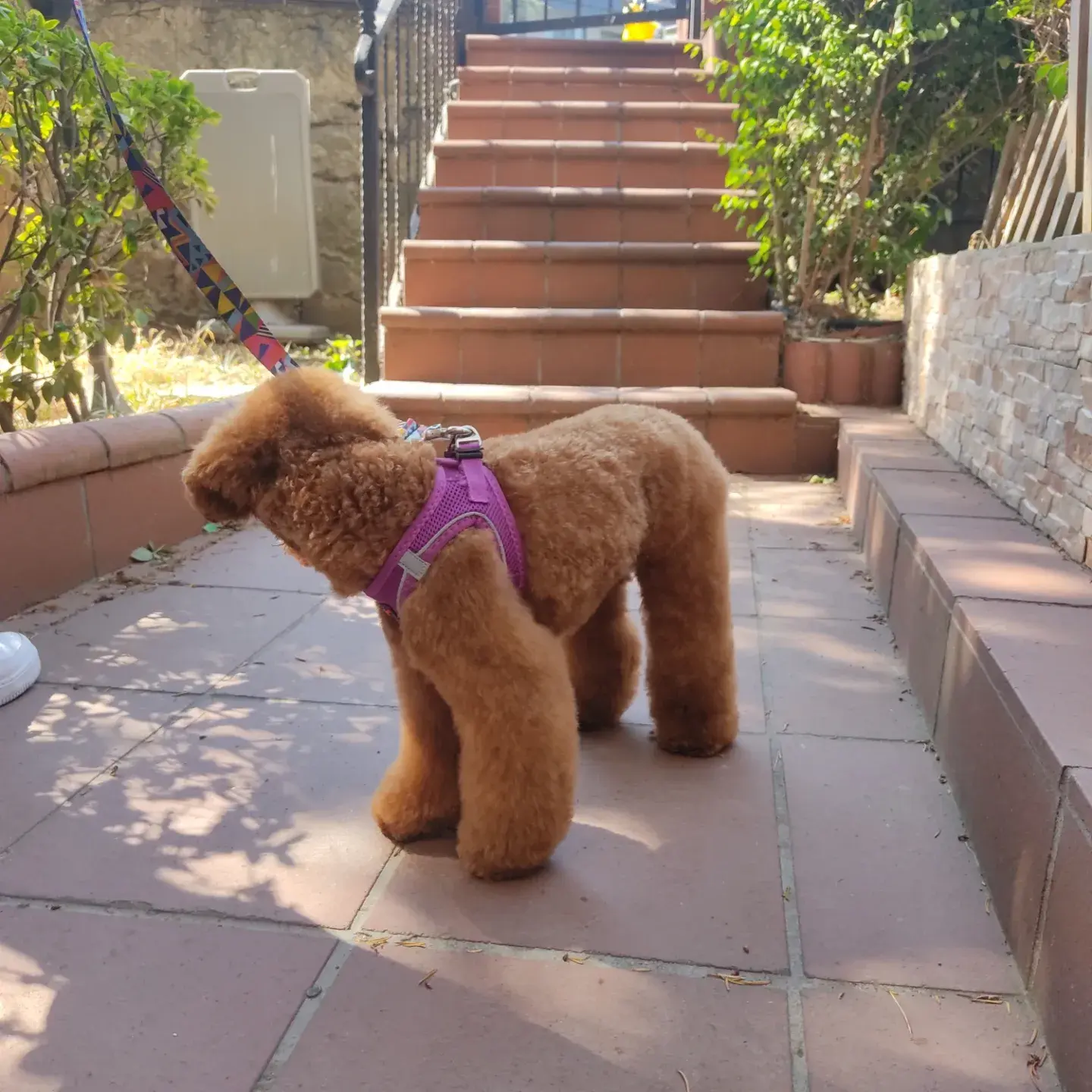 Kayısı poodle tasmalı halde salonun önünde