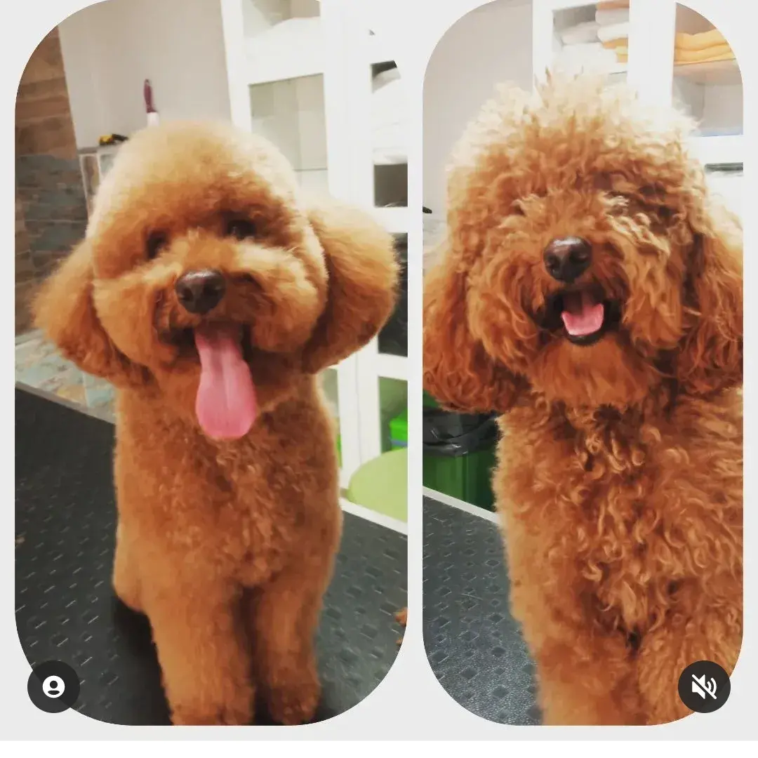 Kayısı poodle’ın yüz tüyü düzeltilmeden önce ve sonra