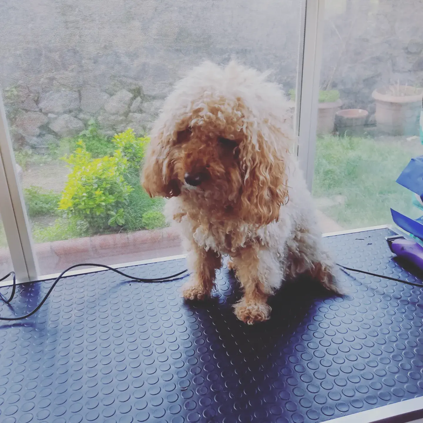 Krem poodle bakım masasında