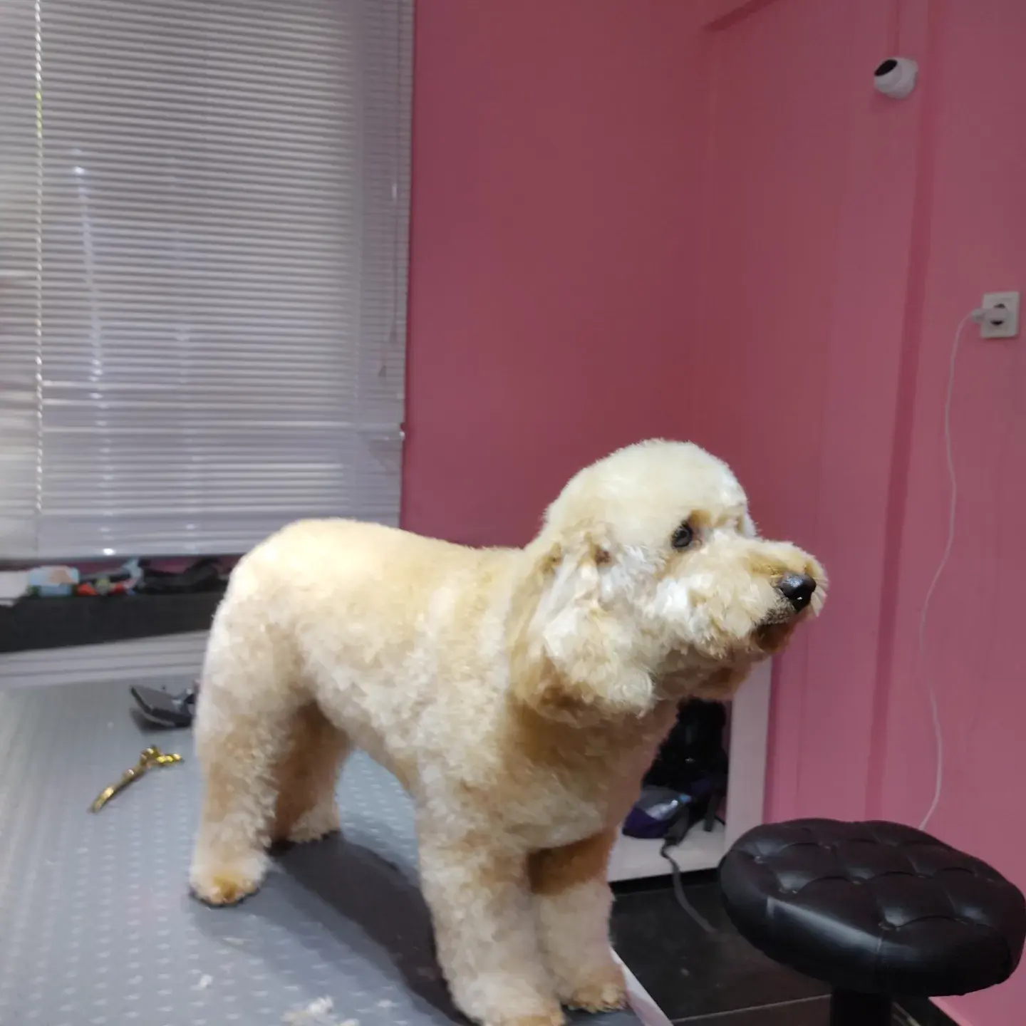 Krem poodle’ın model kesimi tamamlanmış hali