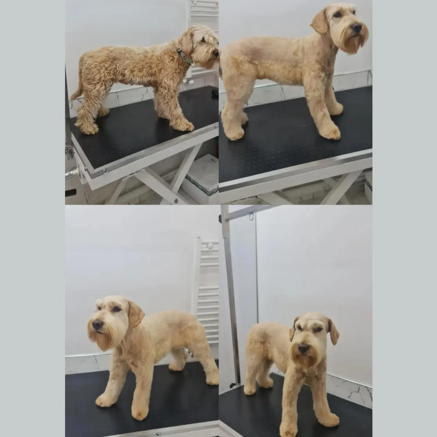 Poodle’ın model kesim sonrası tam boy dört karesi