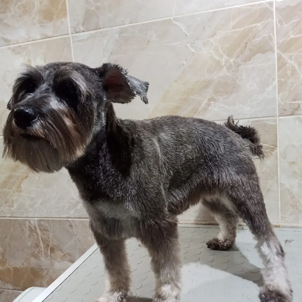 Schnauzer’ın ırka uygun kesimi tamamlanmış hali
