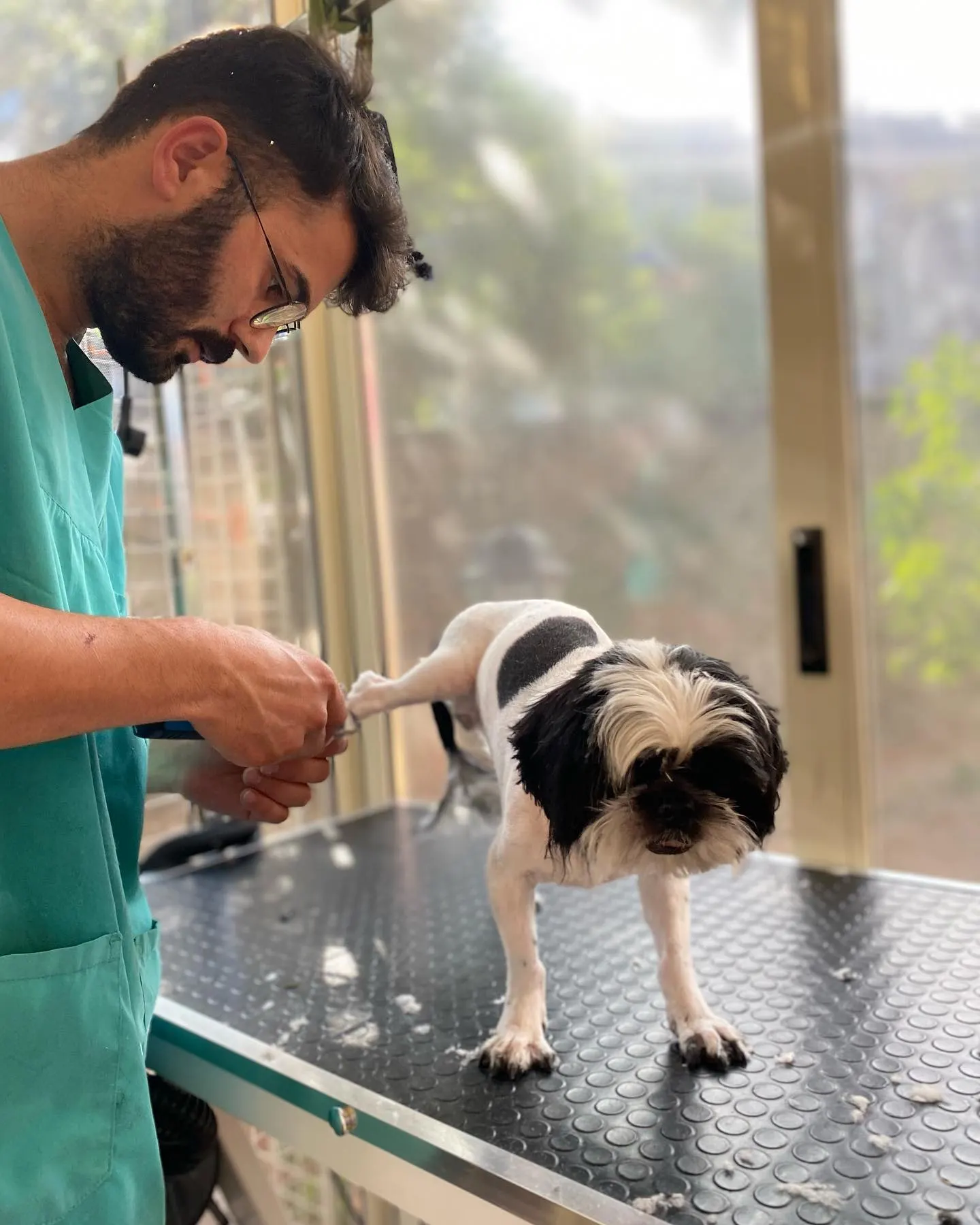 Masada duran shih tzu’nun kuyruk ve arka bacak tüyleri düzeltiliyor