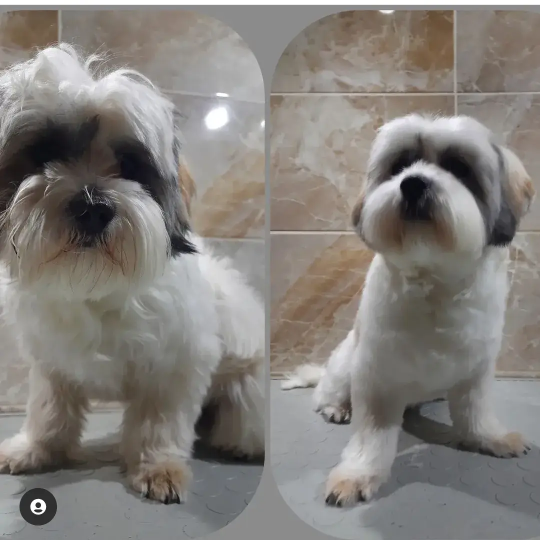 Shih tzu’nun uzamış tüylü hali ve kısaltıldıktan sonraki görünümü